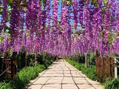 -呀路古热带植物园
