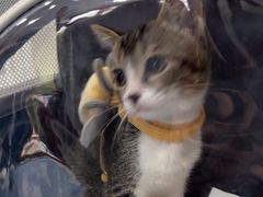 -创凡宠物医院·骨专科  猫科中心(西乡分院)