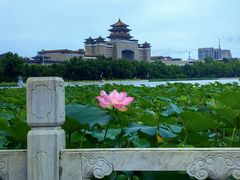 -莲花池公园