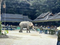 -野象谷景区