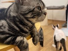 -有喵·猫咖·狗咖·30几只猫10只小狗(岗厦店)