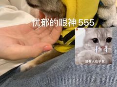 -逗柴咖啡屋·狗咖猫咖宠物桌游