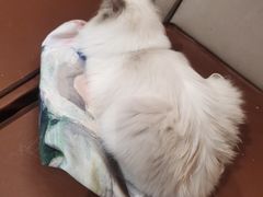 -MOCHA明星猫咖(田子坊店)