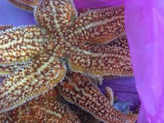 -宾朋海鲜特色美食餐厅·纯手工鲅鱼水饺(兴海路店)