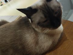 -藏猫猫咖啡主题馆(中央大道店)