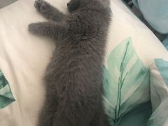 -喵zoo家庭繁育猫舍(尖东智能花园店)