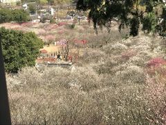 -香雪海