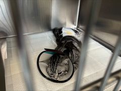 -艾贝尔宠物医院·24H转诊中心·肿瘤猫专科(江宁双龙店)