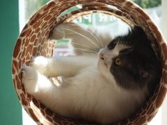 -飞行喵MR PILOT|猫舍·猫咖(静安大融城店)