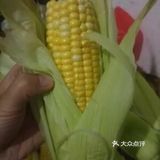 自制玉米汁 材料：玉米，炼乳 做法：1先把玉米洗干净
