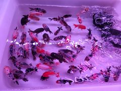 -宝鸡东道花鸟鱼虫市场(吉利花园商场店)