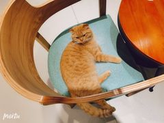 -藏猫猫咖啡主题馆(中央大道店)