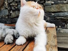 -喵屿·大理花园猫咖