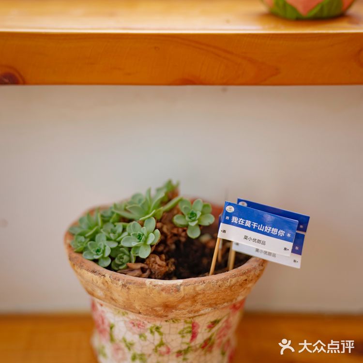 在莫干山居然遇到了芋泥脑袋？这不得进来尝尝