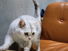 -藏猫猫咖啡主题馆(中央大道店)