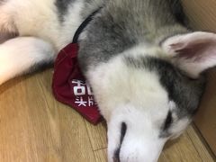 -Husky Go! 哈士奇体验馆·宠物咖啡厅狗咖