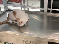 -萌兽医馆·宠物医院·猫骨科(创景店)