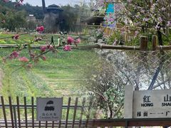 -红山村