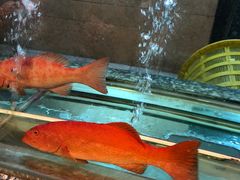 -海逸海鲜酒家(古北店)