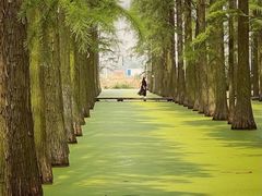 -渌洋湖湿地公园