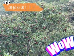-大岭沟猕猴桃谷风景区