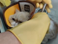 -瑞派动物医院·绝育·犬猫全科·预防医学(光景江南中店)