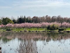 -上海海湾国家森林公园