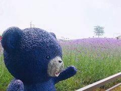 -大塘金香草谷
