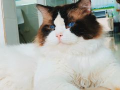 -百信宠物医院(东升街店)