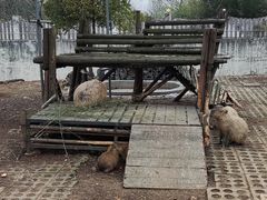 -合肥野生动物园