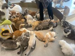 -飞行喵MR PILOT|猫舍·猫咖(静安大融城店)