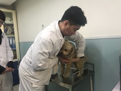 -中农大我爱我爱24h动物医院·中医针灸·猫专科·骨科医疗中心(双井店)