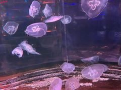 -太奥幻太奇海洋馆