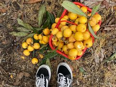 -塘栖枇杷特色园区