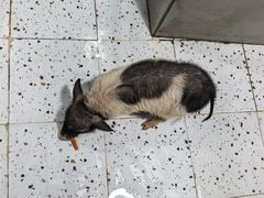 -上海大自然野生昆虫馆(东方明珠·爬宠昆虫探索中心)