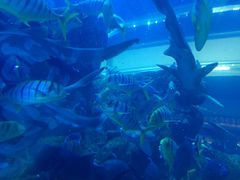 -迪拜水族馆及水下动物园