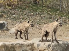 -北京野生动物园