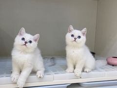 -lincat·猫舍(广州店)