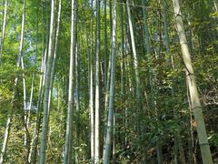 -燕子河大峡谷天坑仙境