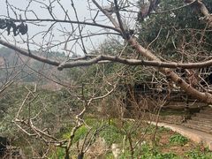 -桃源山庄·水蜜桃采摘·柴火鸡·烧烤团建(龙泉山店)