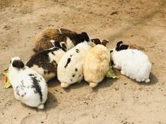 -前小桔亲子创意农场·草莓采摘·露营烧烤