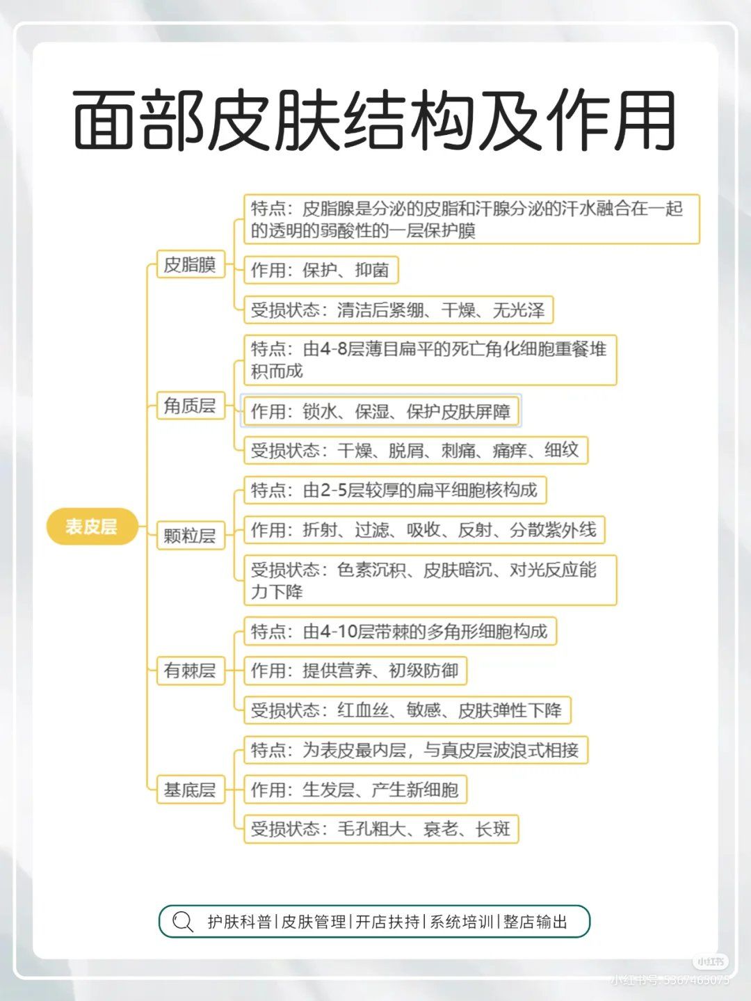 皮肤生理学