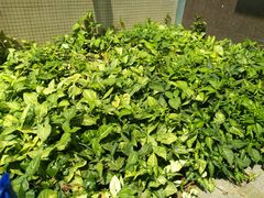 -广州市番禺中心医院(主院区)