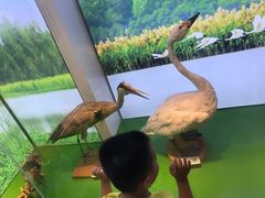 -大湾区中央湿地公园