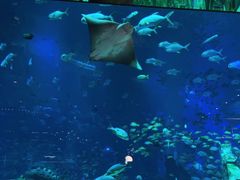 -亚特兰蒂斯•OSSIANO奥西亚诺海底餐厅