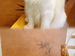 -楼上猫咖(罗湖店)