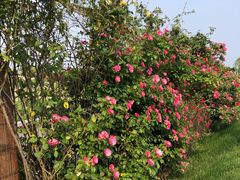 -南通洲际绿博园