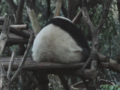 -中国大熊猫保护研究中心雅安碧峰峡基地