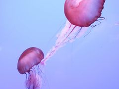 -乌鲁木齐海洋馆