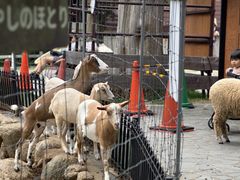 -神户市立六甲山牧场